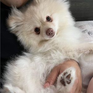 Meet your Posher, Anne